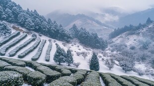 茶园雪霁