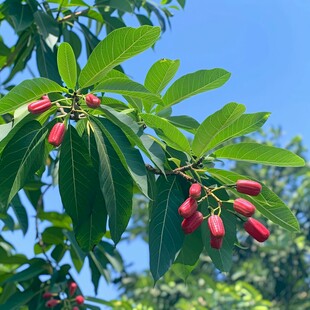 植物园里的苹婆