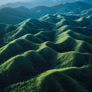 种满桉树的山