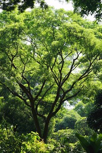 夏天榄仁树枝叶树