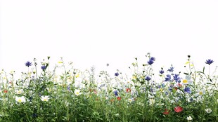 野花背景素材