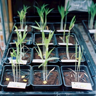 小麦植株标本