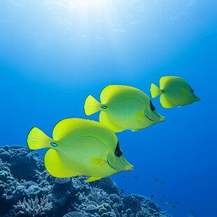 鱼类海底珊瑚海底鱼类