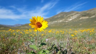 高原葵花