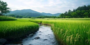 高清乡村稻天