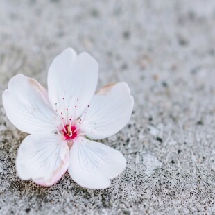 粉鸡蛋花