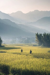 稻黄时节