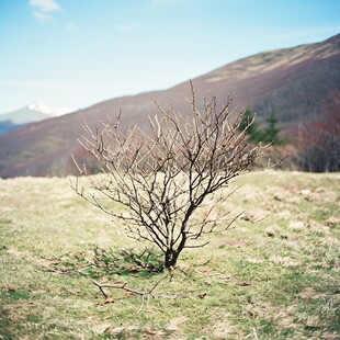 山顶独枝