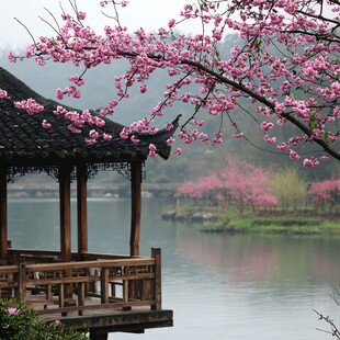 烟雨桃花园