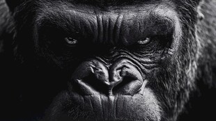 大猩猩特写