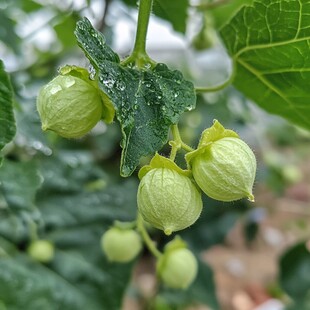 灯笼果特写