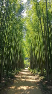 竹林小路图片素材下载