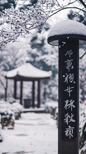 雪中南天竺