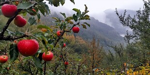 山区苹果种植