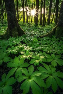 阳光森林蓝天树荫植物