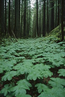 针叶阔叶林