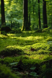 森系背景苔藓