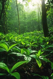 烟雨丛林