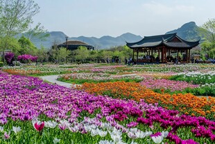 嵖岈山郁金香花海