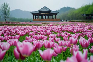 嵖岈山郁金香花海