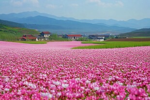 妖娆诡异花田