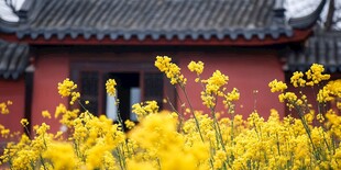 仿古建筑与油菜花