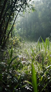 雨露阳光