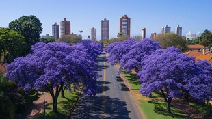 蓝花楹街道