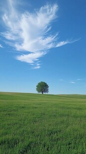 草原一棵树