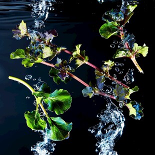 水面漂浮的植物