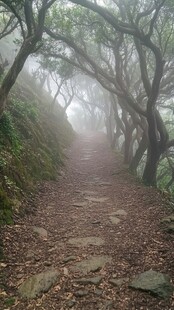 雾中登山小路