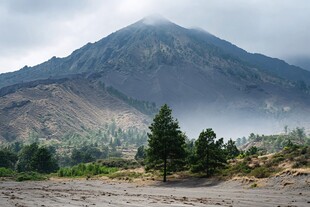 火山森林