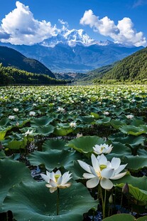 川西荷花海