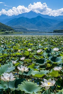 四邛海自然风光