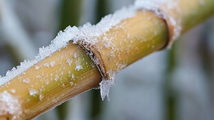 雪压竹