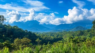 热带雨林山景