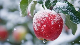 瑞雪苹果素材