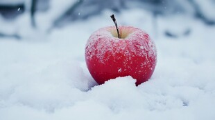 瑞雪苹果素材