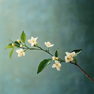 莫夫人含笑花