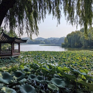 曲院风荷风光