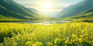 高清油菜花全景