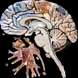 神经系统素材