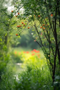 夏天石榴花开