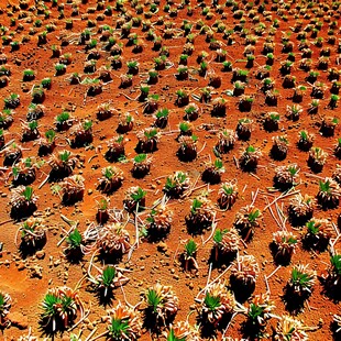 仙人掌种植田