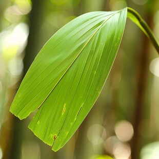 芭蕉叶桌面