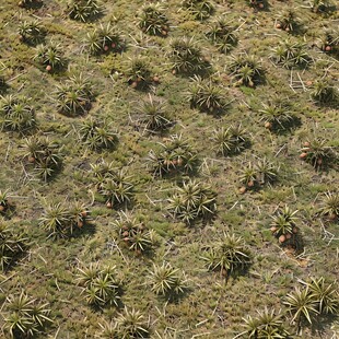 热带植多肉植物种植园