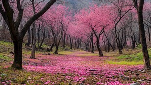 粉红色的樱花森林