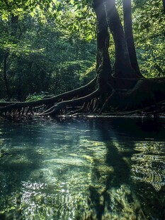 扎根水中的树