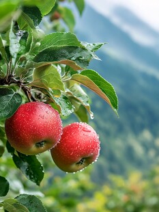 凉山苹果