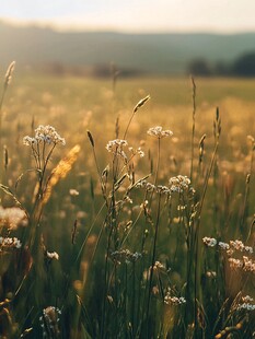 夕阳下的小白花